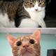 Boswell (above) and Johnson (below)